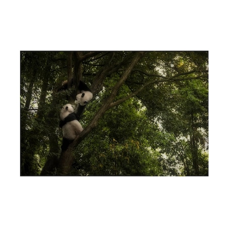 Roberto Marchegiani 'Panda' Canvas Art, 30x47